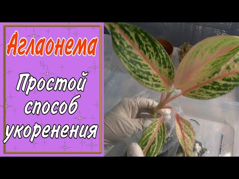 Видео: АГЛАОНЕМА /ПРОСТОЙ СПОСОБ УКОРЕНЕНИЯ/КОМНАТНЫЕ ЦВЕТЫ