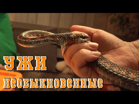 Видео: Ужи не обыкновенные, а подвязочные.