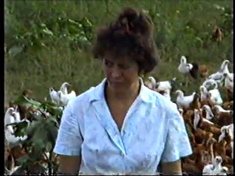 Видео: Хроніка. Колгосп "Іскра" Оржицький р-н, Полтавська обл. Част.2