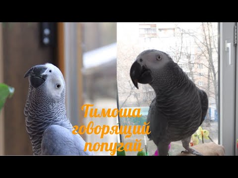 Видео: Тимоша говорящий попугай, вид Жако. Подборка видео #10