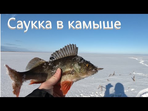 Видео: Ловля окуня в камыше на зимнюю блесну Саукка. Саукка 30 мм впай