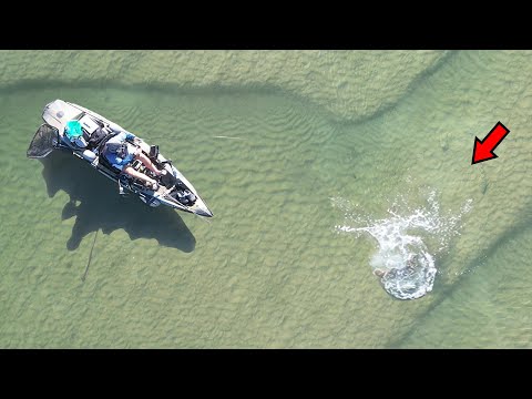 Видео: Ловля гигантской рыбы на поверхности воды!?!