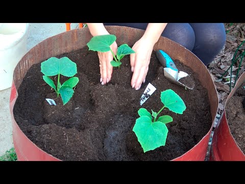 Видео: МАЛО МЕСТА МНОГО ОГУРЦОВ! ПОСАДКА ОГУРЦОВ В БОЧКУ!