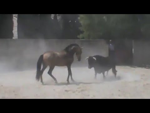 Видео: МІНЕ СІЗГЕ ЖЫЛҚЫНЫҢ КҮШІ