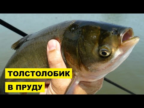 Видео: Разведение толстолобика в пруду как бизнес идея | Рыбоводство | Рыба толстолобик