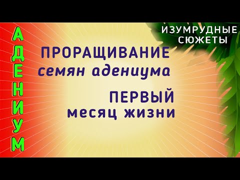 Видео: Адениум. Проращивание Семян Адениума. Первый Месяц Жизни Сеянцев Адениума.