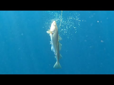 Видео: МОРСКАЯ РЫБАЛКА НА БАРЕНЦЕВОМ МОРЕ / SEA FISHING IN THE BARENTS SEA