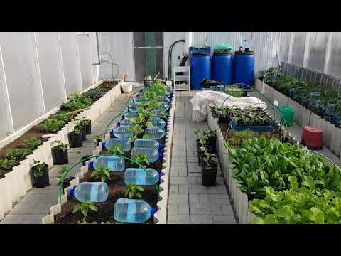 Видео: Моя теплица. Конструкция и устройство.