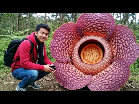 Видео: 15 экзотических цветов, которые поразят вас