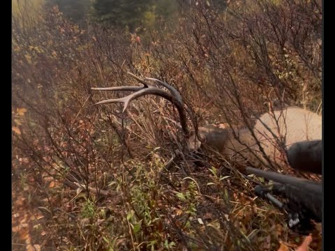 Видео: Охота на оленя-быка с винтовкой 2025