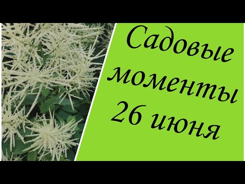 Видео: Пионы- восхищение и разочарование, ночная Энотера и другие садовые моменты. 26 июня.