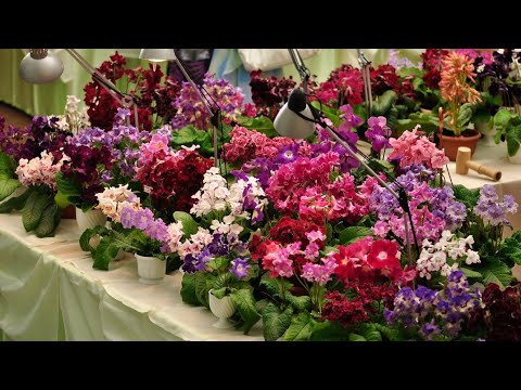 Видео: Прямой эфир 9 апреля 19 00