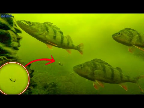 Видео: ЭТО ЗАГЛЯДЕНЬЕ! ПОКЛЕВКИ ПОД ВОДОЙ КРУПНЫМ ПЛАНОМ! зимняя рыбалка