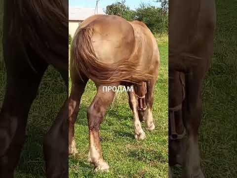 Видео: 🎺У Ярослава у Печиніжині є дуже гарні 🐴коні на продажу 💸🥁📞0678765151☎️ ⛰️