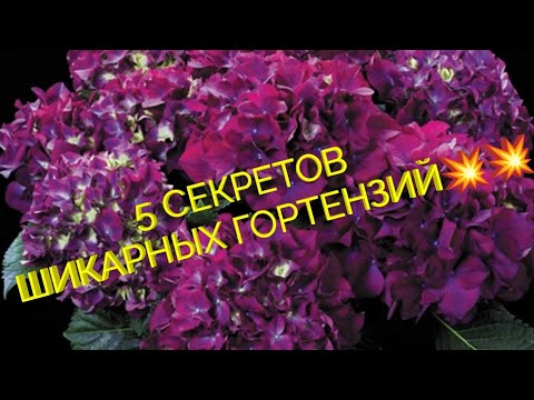 Видео: 5 СОВЕТОВ КОТОРЫЕ СДЕЛАЮТ ШИКАРНЫМИ  ВАШИ ГОРТЕНЗИИ 👍👍👍