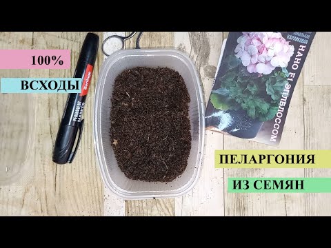 Видео: Пеларгония из семян, сею всегда только так, всегда 100% всхожесть, всходит за 2-3 дня