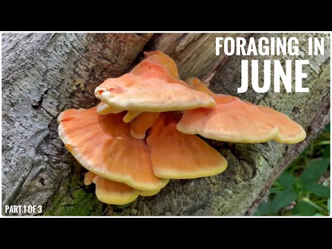 Видео: Собирательство в июне (часть 1 из 3) — ежемесячный календарь сбора диких животных UK Wildcrafts