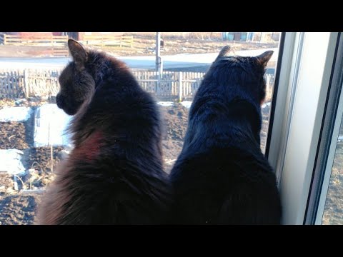 Видео: Рыбников Тема из к\ф "Тот самый Мюнхаузен"