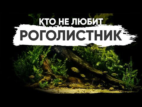 Видео: Неприхотливые аквариумные растения — Роголистник