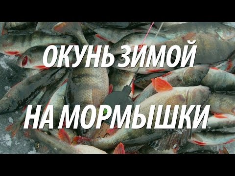 Видео: ЛОВЛЯ ОКУНЯ ЗИМОЙ НА МОРМЫШКУ С НОРМУНДОМ ГРАБОВСКИСОМ