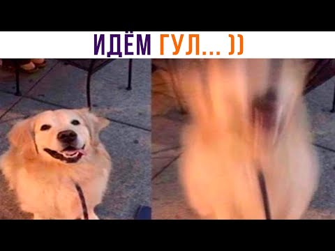 Видео: НИ СЛОВА БОЛЬШЕ! ))) | Приколы | Мемозг 1261