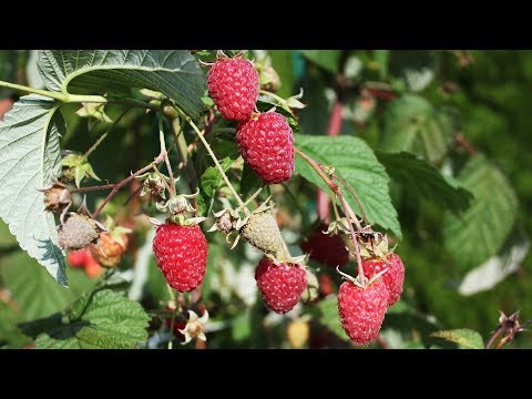 Видео: Осенняя малина.  Как выращивать ремонтантные сорта.