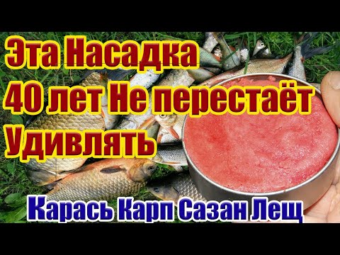Видео: 40 лет Не Перестает Удивлять Насадка на Карася Карп Лещ Супер Рыболовная насадка для карася