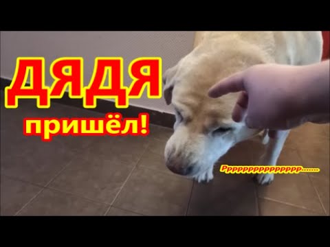 Видео: Дядя, дядя, дядя.