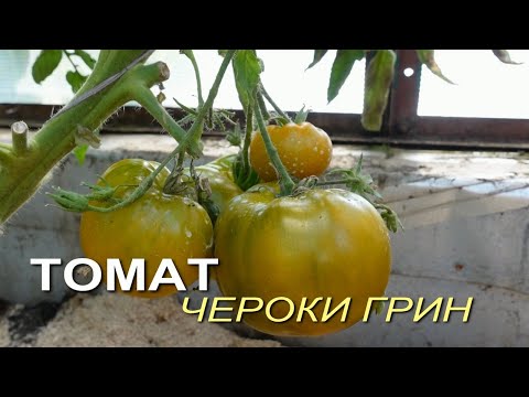 Видео: Томат ЧЕРОКИ ГРИН. Обзор сортов ТОМАТОВ!