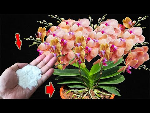 Видео: Всего 1 ложка! Даже самая слабая орхидея прорастёт и зацветёт!