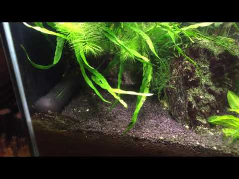 Видео: Мой аквариум на 30 литров. Dennerle 30 litrov