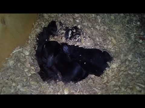 Видео: Какие породы кроликов лучше, сравнение пород и помесей