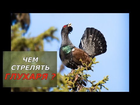 Видео: ЧЕМ СТРЕЛЯТЬ ГЛУХАРЯ ? Реальный тест патрона для охоты на глухаря! Что выбрать?