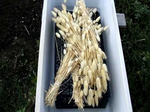 Видео: Отбеливаем  заячий хвостик(лагурус) испарениями перекиси водорода