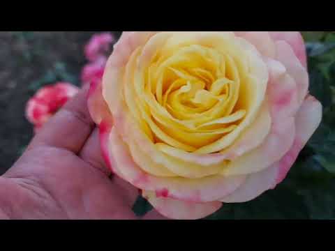 Видео: Сад в середине сентября. Урал.