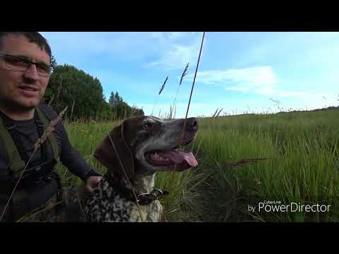 Видео: Охота на тетерева с легавой.