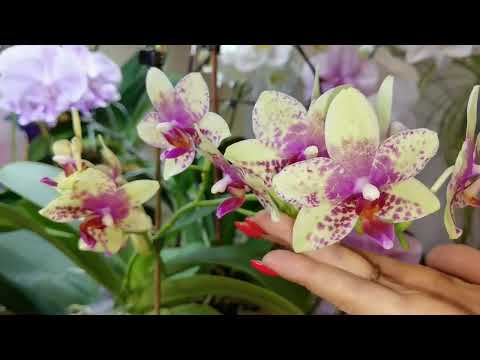 Видео: Групповая орхидей Сого Юкидан. Метеор ЗАЦВЕЛ? упёртый мужик. Блек Мейджик. Лиодоро. Пират не узнать