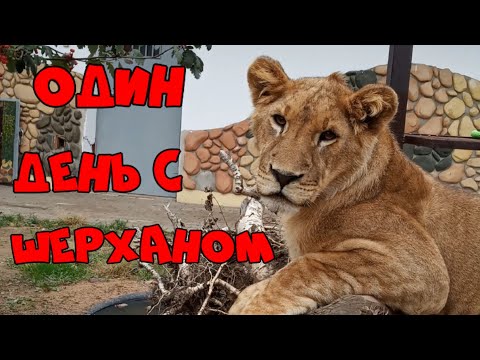 Видео: Один день с ШЕРХАНОМ в минском зоопарке. #тайган #шерхан #минск     #zoo