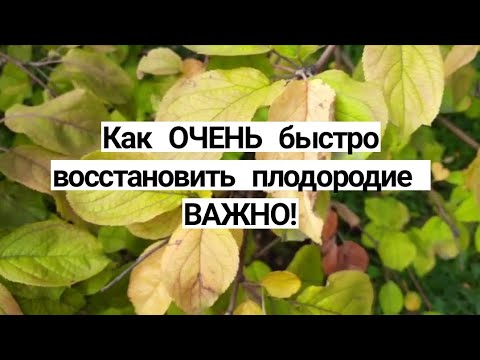 Видео: Восстанавливаем ПЛОДОРОДИЕ почвы самый простой и дешёвый способ