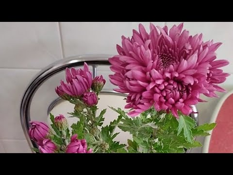 Видео: Хризантема Выращенная из Черенка!!!