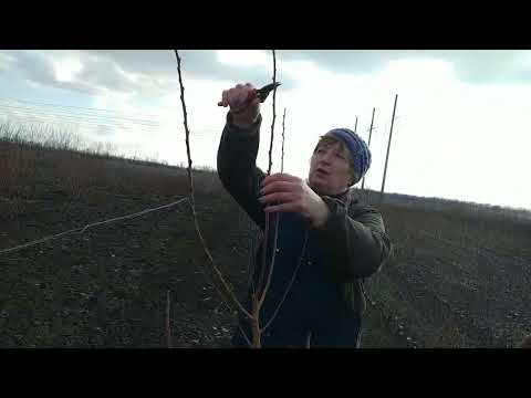 Видео: Абрикос. Весенняя и  летняя формировка.