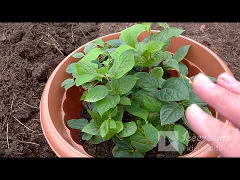 Видео: Посадка сеянцев хурмы на улицу.  Всем рекомендую мою посадку.