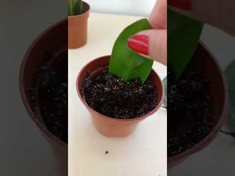 Видео: Замиакулькас укоренение в воде, песке и земле.