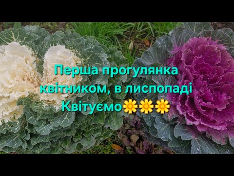 Видео: Прогулянка #1 квітником, в лиспопаді/Квітуємо...
