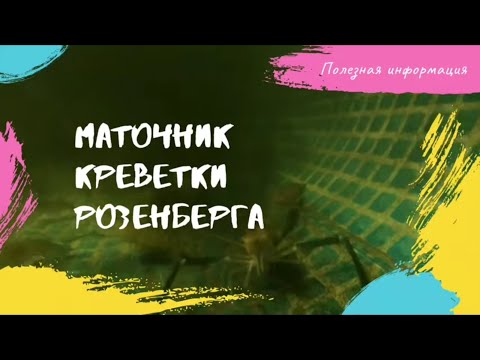 Видео: Маточник Креветки Розенберга. Rosenberg Shrimp Mother