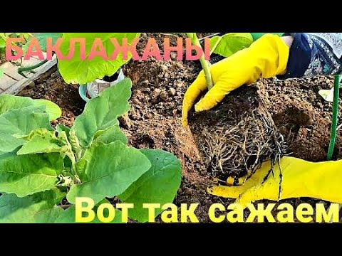 Видео: Сажаем баклажаны.Так они растут лучше.Что кладу в лунку.Парничок за пять минут.