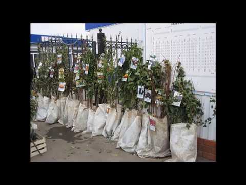 Видео: Как правильно выбрать саженец и молодое дерево - Уроки Николая Рабушко