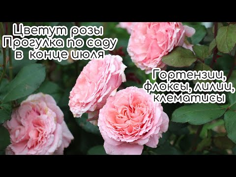 Видео: Цветут розы/Прогулка по саду в конце июля/ Гортензии, флоксы, лилии, клематисы