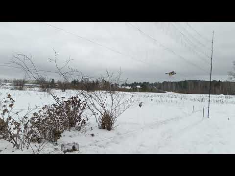 Видео: Fishing for goldfinches,ловля щеглов 31.01.2024.