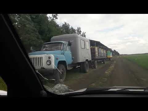 Видео: много , много пасек на кориандре